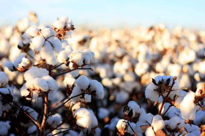 Why Cotton Isn't Used for Seamless Underwear